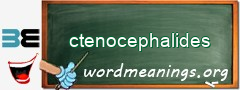 WordMeaning blackboard for ctenocephalides